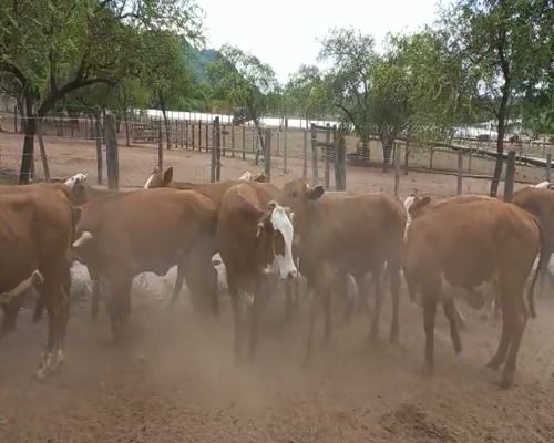 Lote 34 Terneras Braford de 205 Kg, en El Tala, Salta.-
