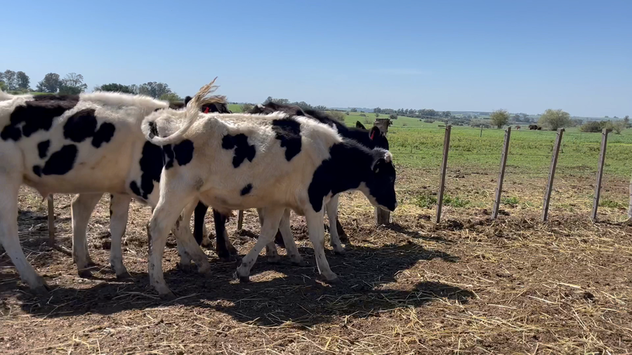 Lote NOVILLOS 1 a 2 AÑOS