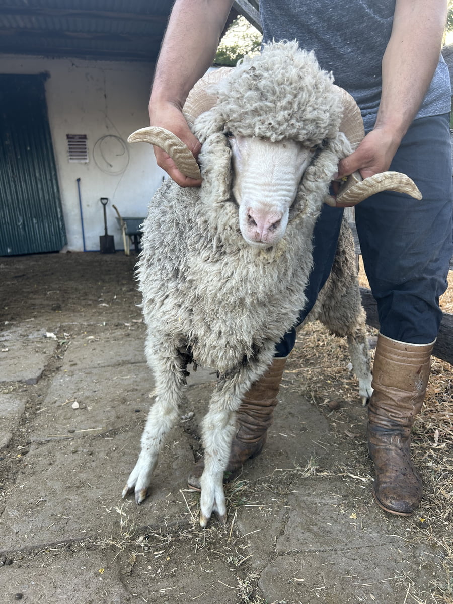 Lote Borrego 2D (MO: Si)