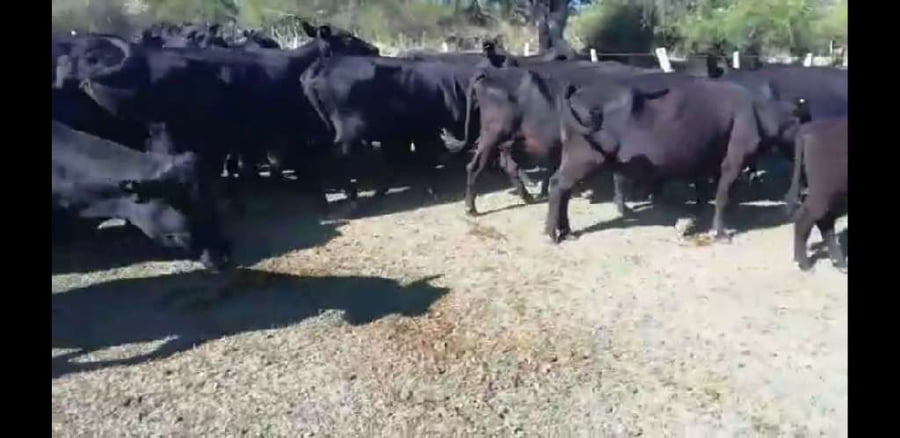 Lote 27 Vacas nuevas C/ cria en Villaguay, Entre Ríos