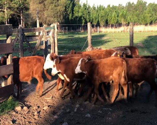Lote 80 Terneros/as en Ituzaingó, Corrientes