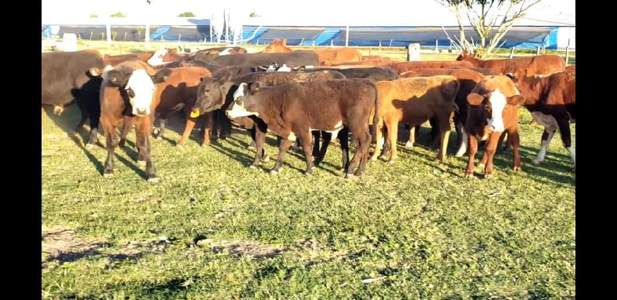 Lote 120 Terneros/as en Entre Ríos, Villaguay