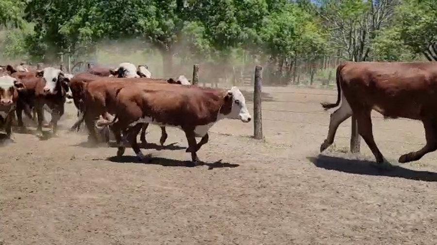 Lote 55 Novillos en Saladas, Corrientes