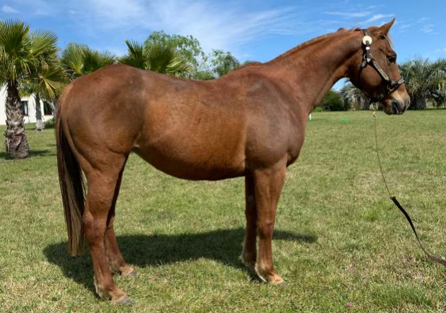 Lote AUSTRAL COMETA