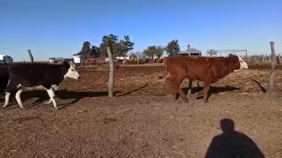 Lote 100 Terneros/as Braford y sus cruzas en Crespo, Entre Ríos
