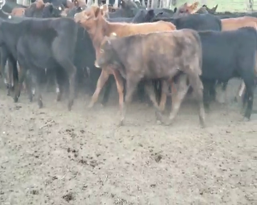 Lote 45 Terneros/as en Villaguay, Entre Ríos