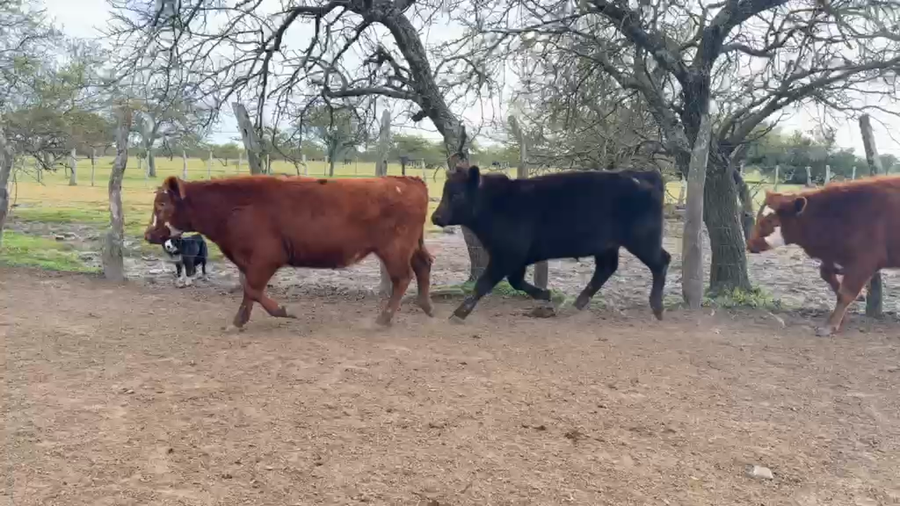 Lote 10 Novillos