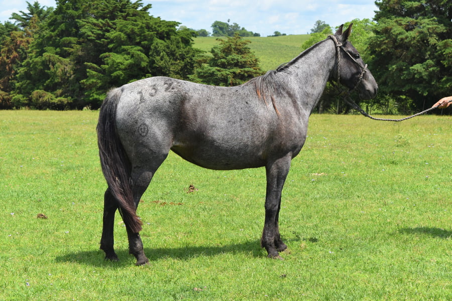 Lote RP 132 - GITANA TURENA