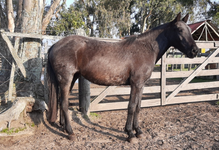 Lote CANTORA EL CEIBAL