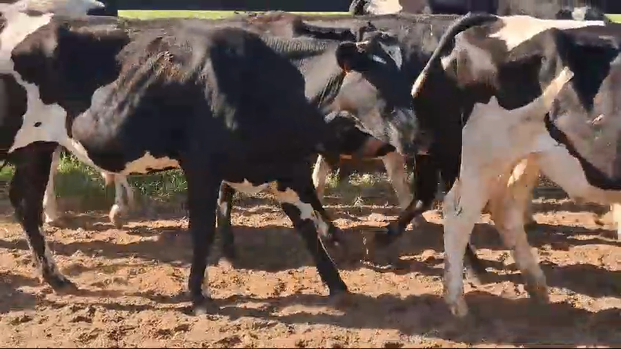 Lote 40 Novillos Holando a remate en Pantalla Camy en Rincon de la Torre