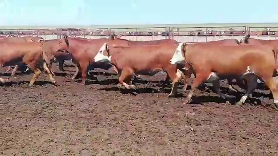 Lote 160 Vaquillonas en Entre Ríos, Concordia