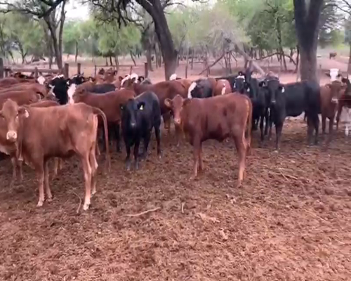 Lote 70 Terneras en Juan José Castelli, Chaco