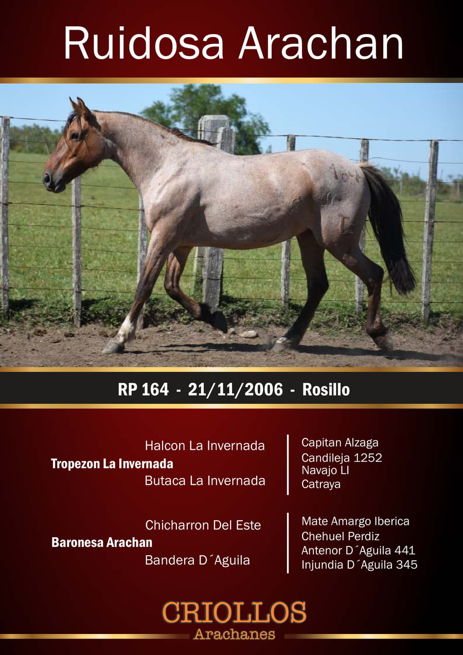 Lote Ruidosa Arachán - RP 164