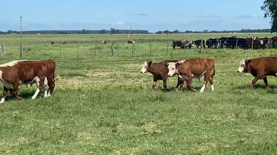 Lote 39 Terneros/as en Esquina, Corrientes
