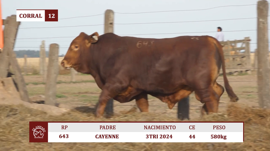 Lote Toros BRANGUS COLORADO EL AMPARO