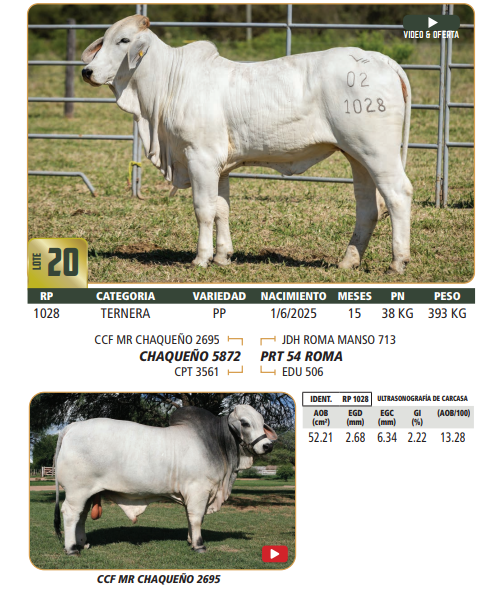 Lote LOTE 20