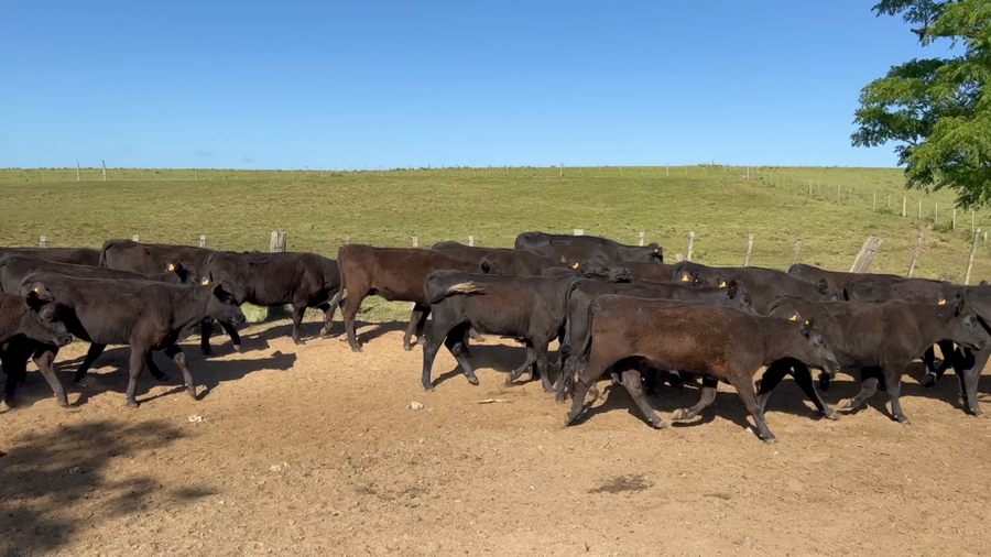 Lote 470 Vaquillonas 1 a 2 años en Cuchilla del Ombú, Tacuarembó