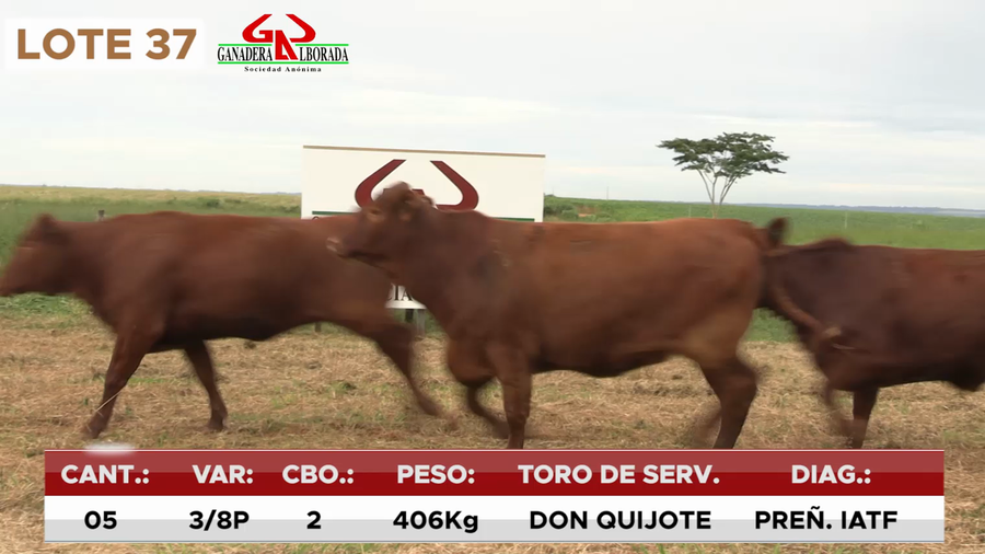 Lote LOTE 37