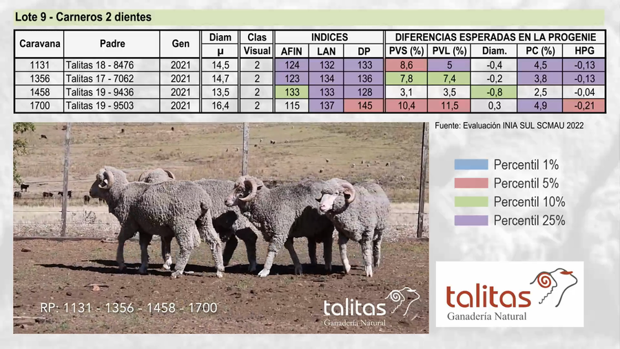 Lote Lote 9 - TALITAS