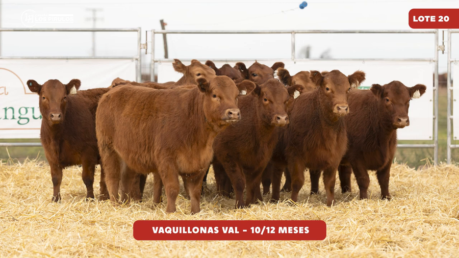 Lote VAQUILLONAS V.A.L. - 10/11 meses