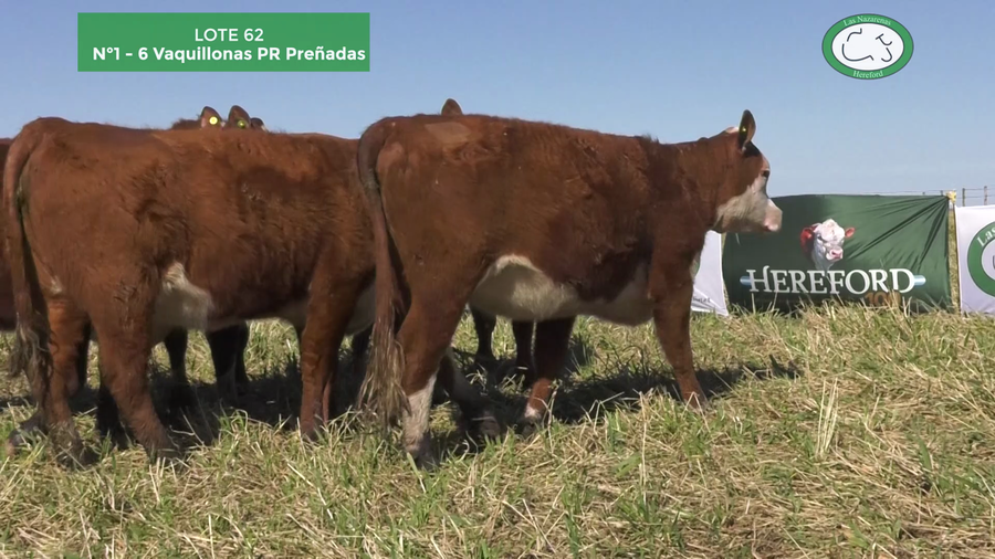 Lote 6 Vaquillonas Preñadas P Hereford Puro Registrado. Las Nazarenas