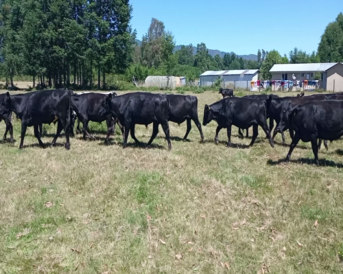 Lote 46 Novillo Engorda en Cunco, IX Región Araucanía
