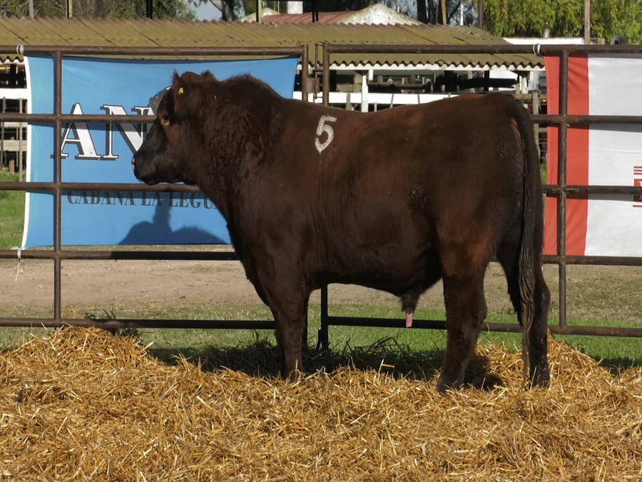 Lote TOROS ANGUS COLORADOS PC