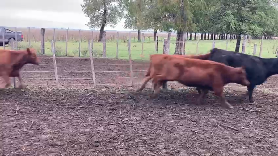 Lote 88 Terneras
