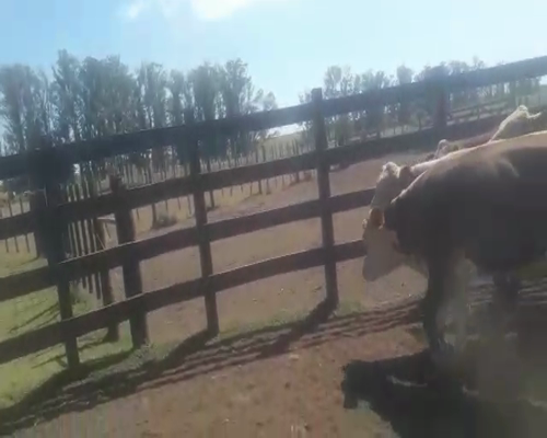 Lote 50 Novillitos en Arroyo Clé, Entre Ríos