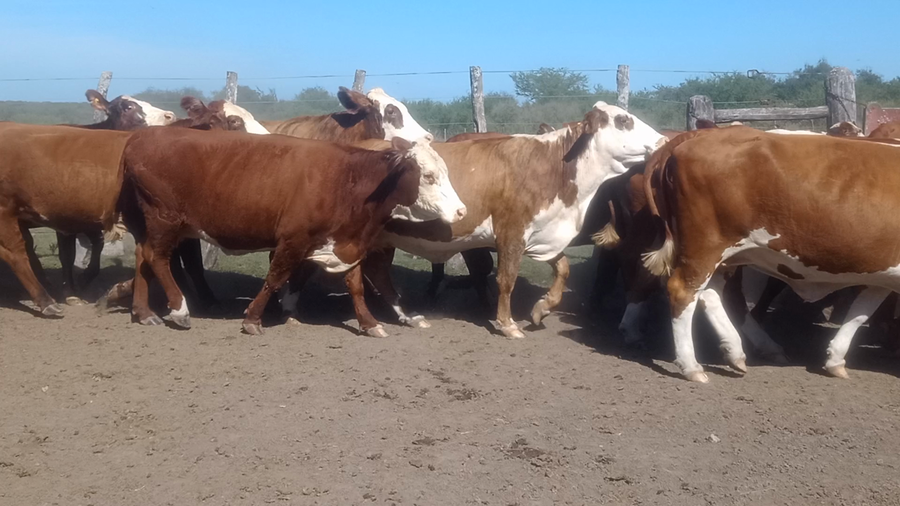 Lote 44 Vacas CUT preñadas