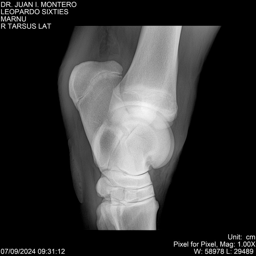 Lote LEOPARDO SIXTIES