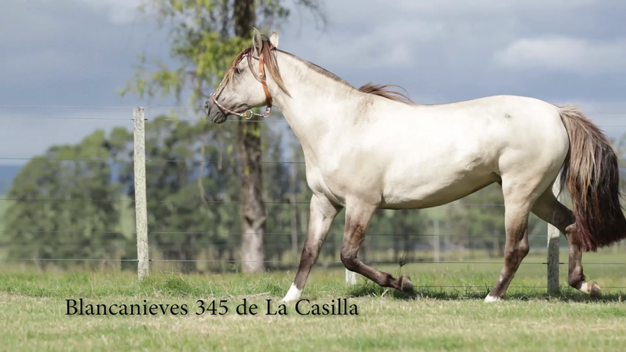 Lote Blancanieves 345 de La Casilla