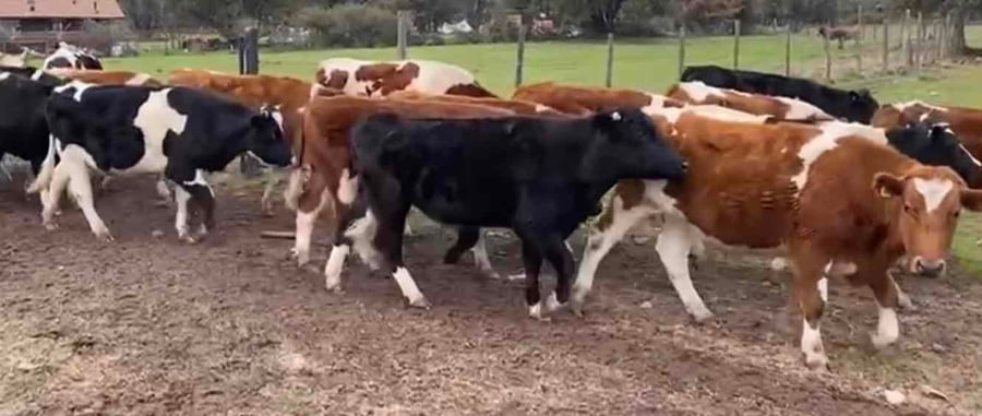 Lote 25 Novillo Engorda en Pirque, Región Metropolitana