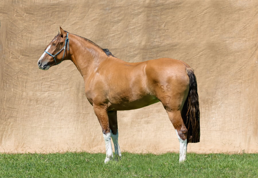 Lote ARA TARRAGONA RP 88