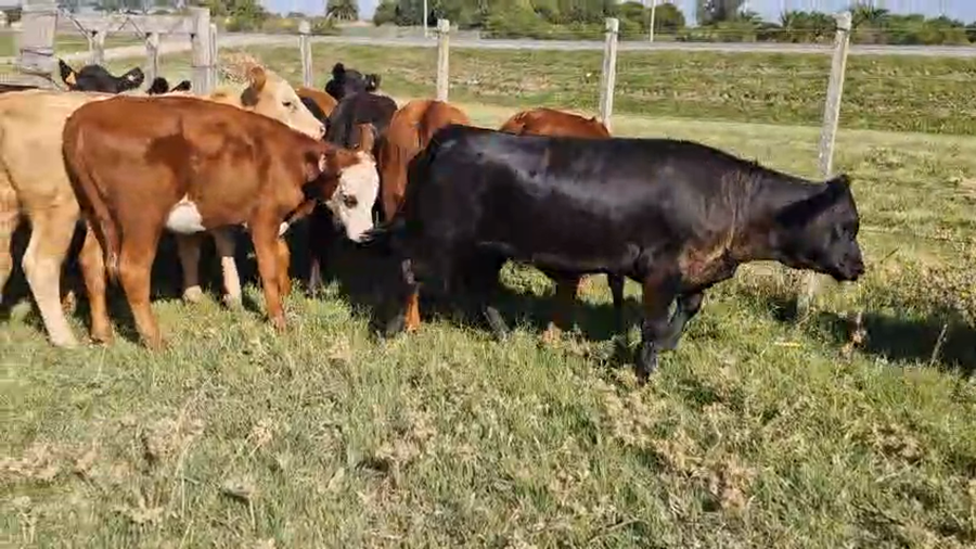 Lote 13 Terneras, San José