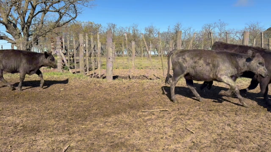 Lote 69 Terneros/as