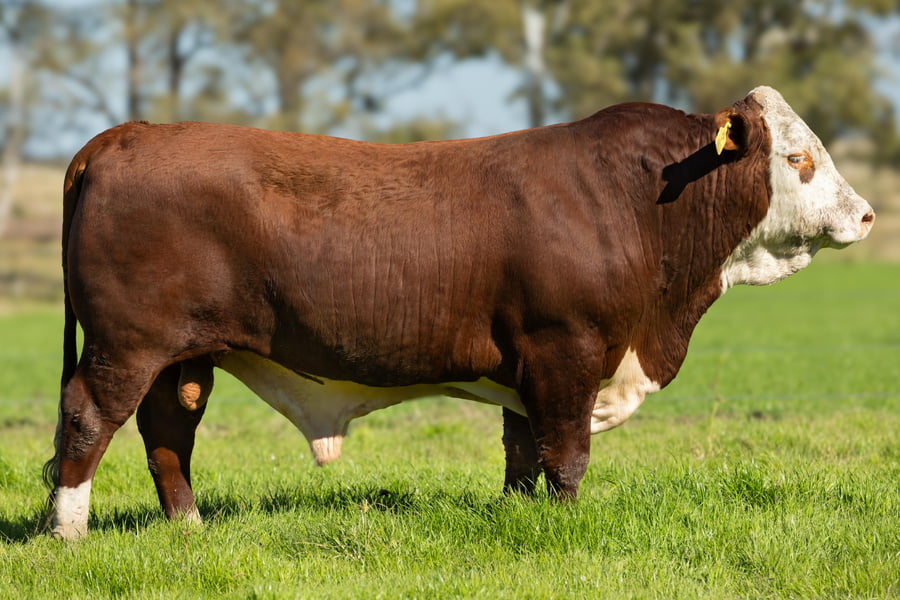 Lote Toros señal 22