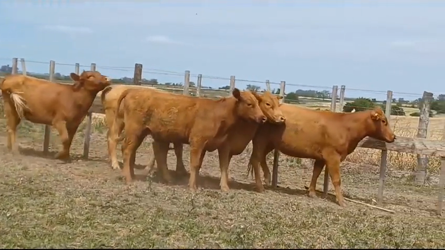 Lote 6 Vaquillonas 1 a 2 años RED ANGUS a remate en Remate Presencial en OMBUES DE LAVALLE