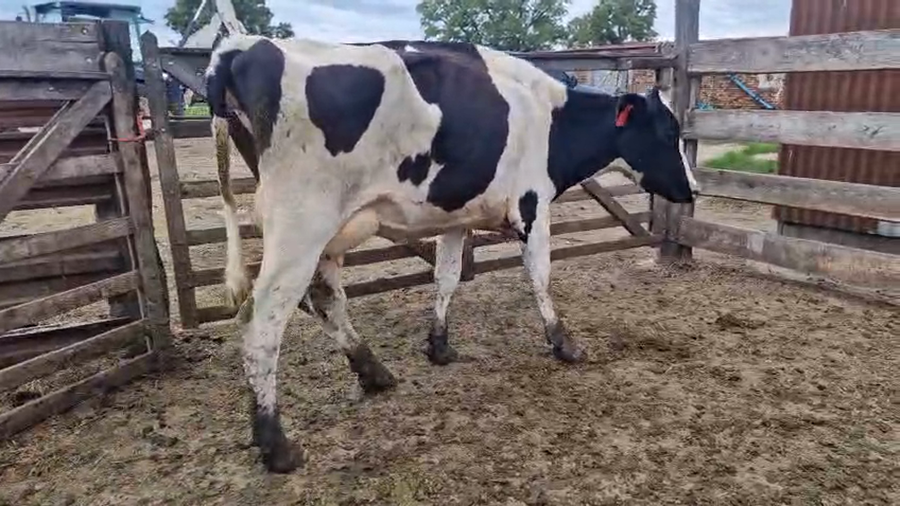 Lote Vaca a remate en Pantalla Camy, San José