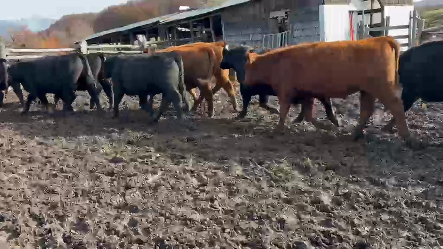 Lote 68 Novillo Engorda en Coyhaique, XI Región Aysén