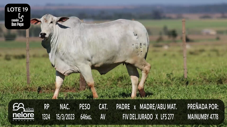 Lote LOTE 19