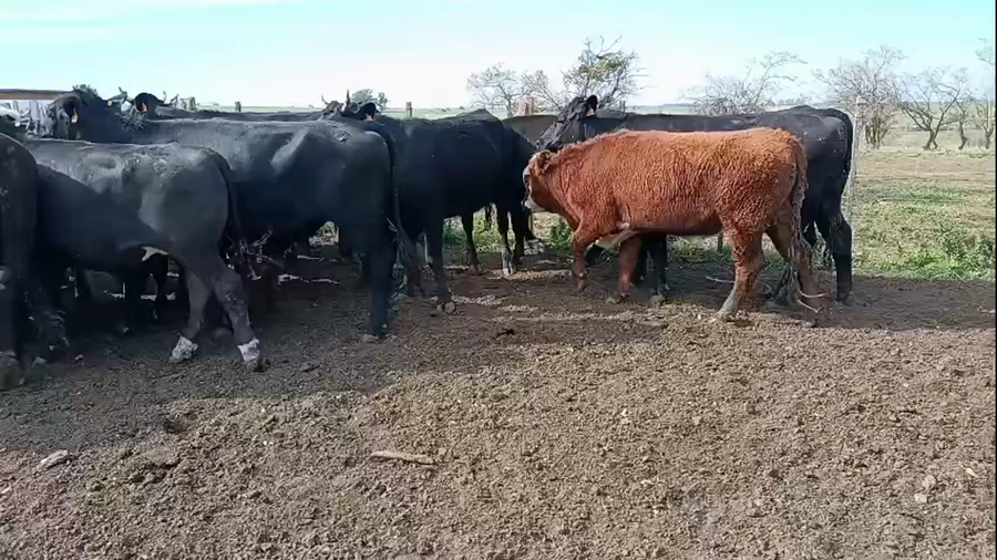 Lote 20 Novillos a remate en Pantalla Camy, San José
