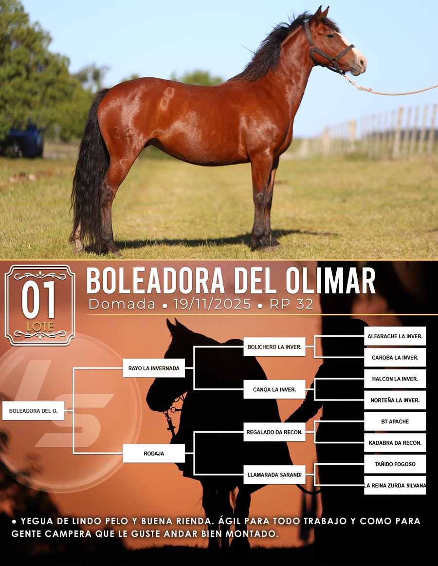 Lote BOLEADORA DEL OLIMAR