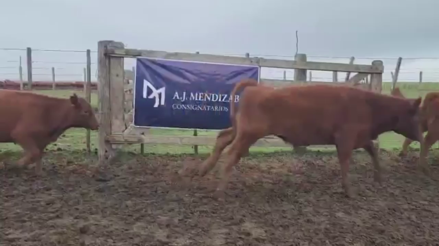 Lote 70 TERNS MACHOS, GUAMINI, PCIA. DE BS. AS.