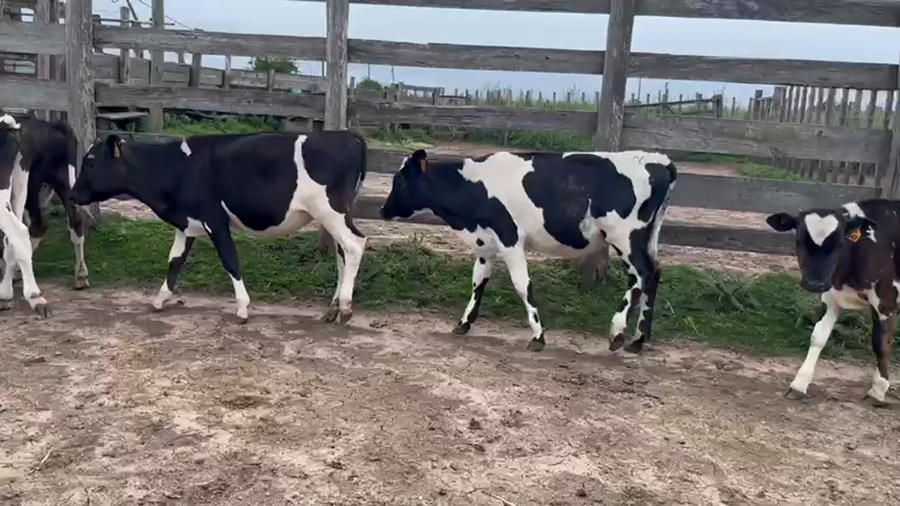 Lote (Vendido)12 Terneros Holando a remate en Pantalla Camy en Santa Lucia