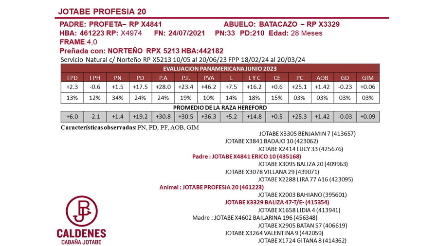 Lote VAQUILLONAS PREÑADAS PURAS DE PEDIGREE POLLED HEREFORD