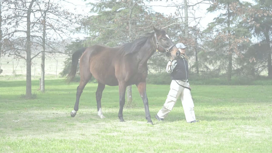 Lote LOVELY TOUCH (WAR COMMAND -  LIMUSINA)  Preñez por  PLATINUM WARRIOR