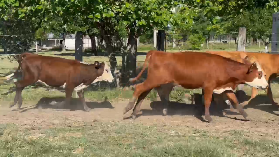 Lote 75 Terneras en Corrientes, Mariano I. Loza