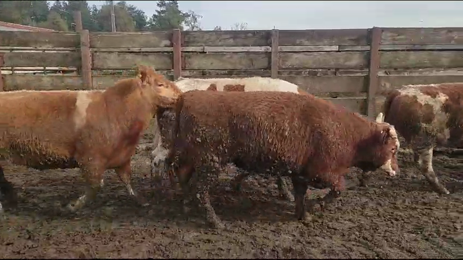 Lote 15 Novillo Gordo en Los Ángeles, VIII Región Biobío