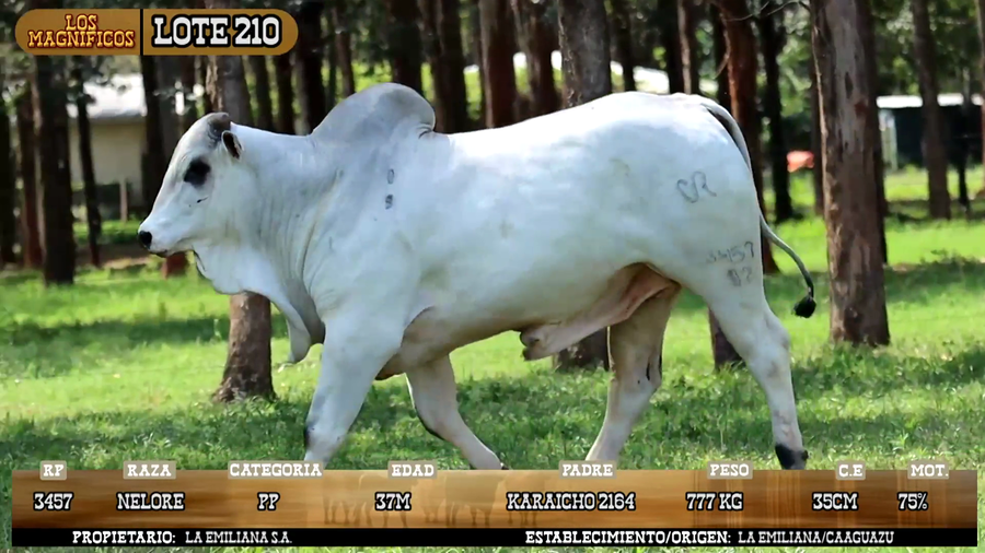 Lote LOTE 210